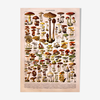 Lithograph Plate Mushrooms
