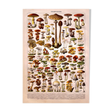 Lithograph Plate Mushrooms