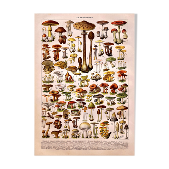 Lithographie Planche Champignons