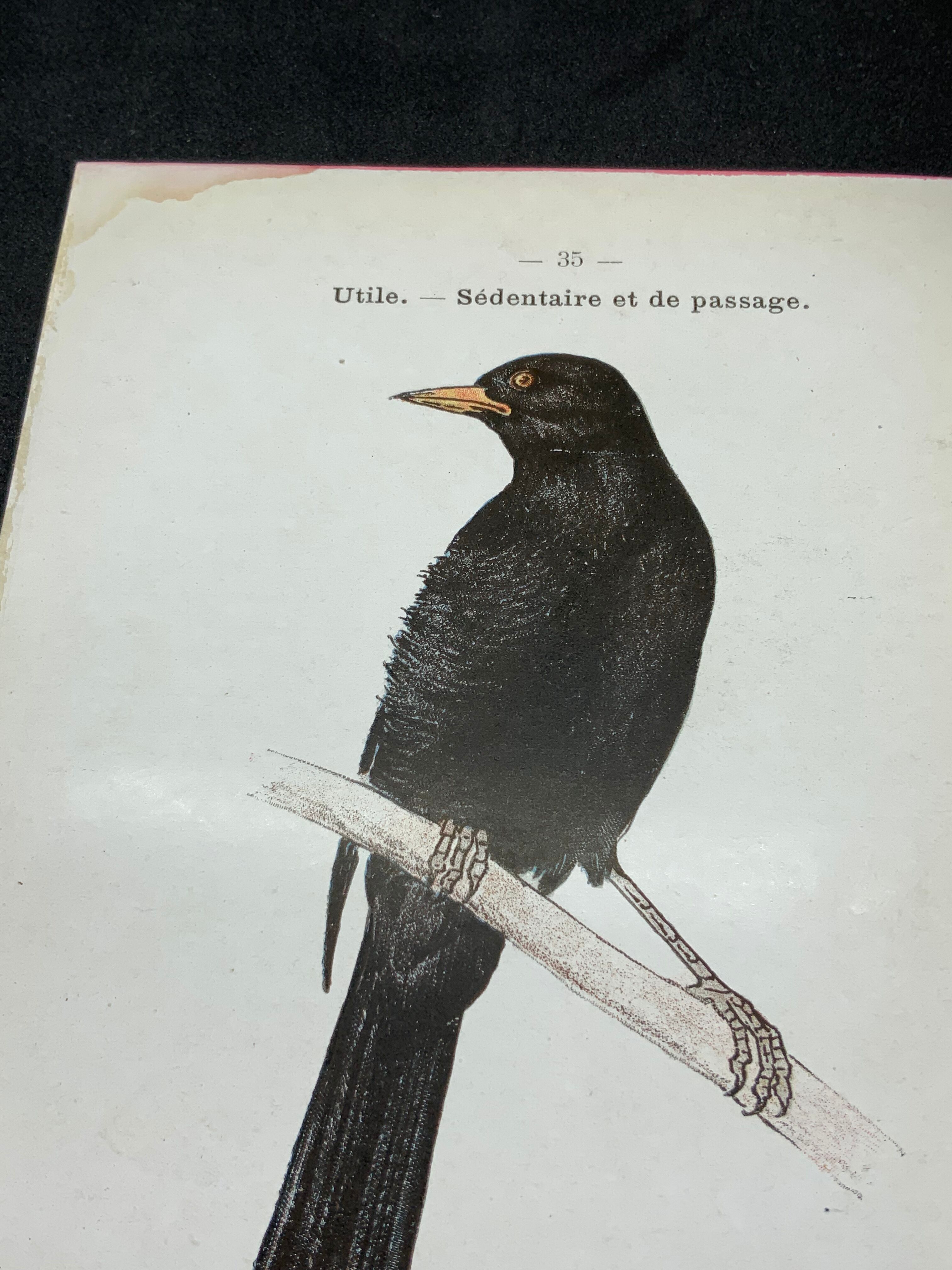 Planche naturaliste ancienne oiseaux gravure double face ouvrage 1908 G. Denise
