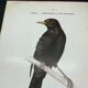 Planche naturaliste ancienne oiseaux gravure double face ouvrage 1908 G. Denise