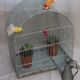 Ancienne cage à oiseaux