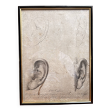 Print Engraving Study Sketch Ear by Lemire Polytechnical School Perrot