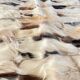 RUG Skin 1970s Beige-Brown - 56 x 107cm