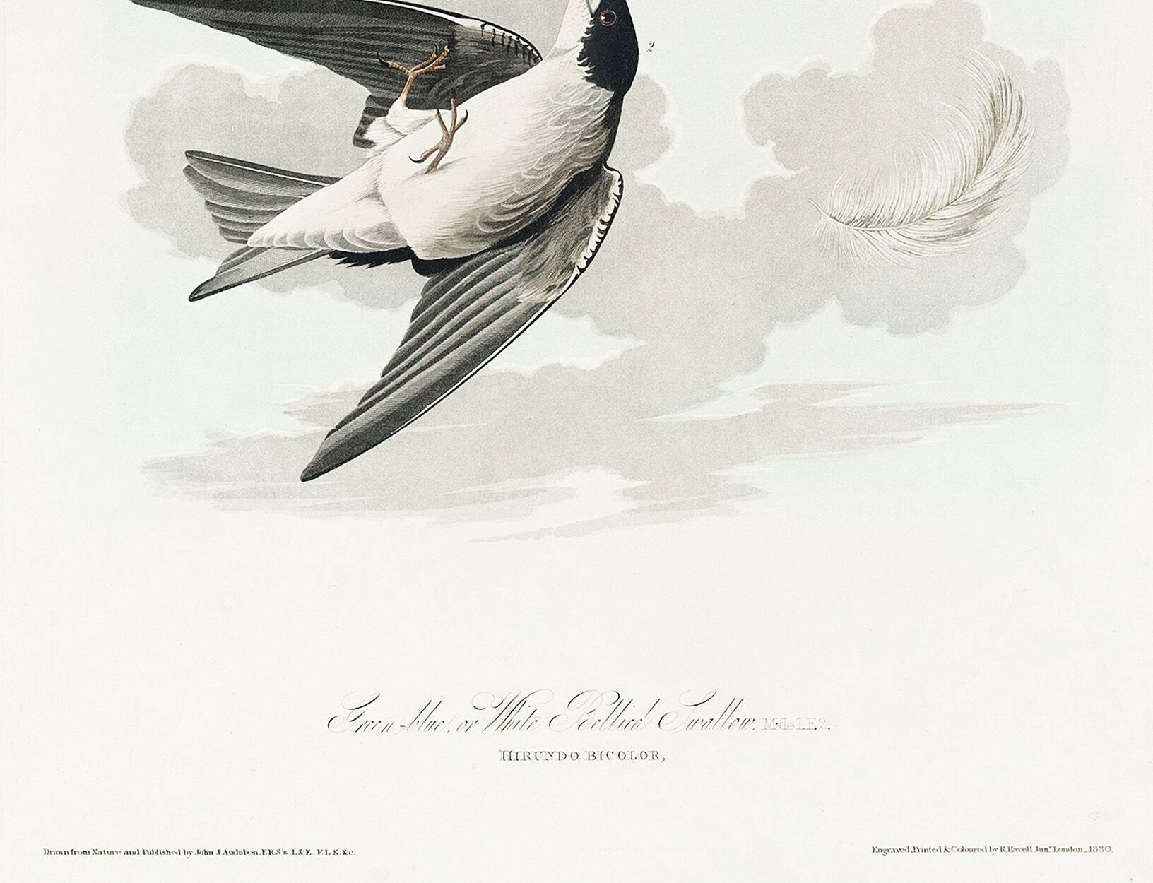 Affiche sur l’Hirondelle bicolore, d’après une gravure ancienne de 1827.
