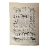 Lithograph on the horse - 1900