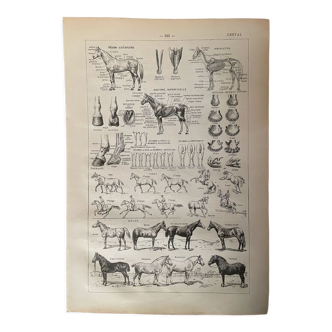 Lithographie sur le cheval - 1900
