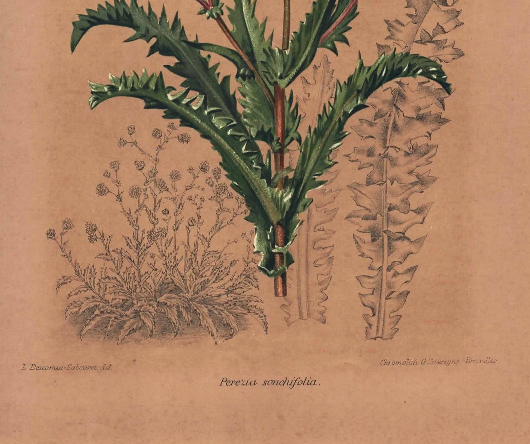 Botanical engraving from 1896 by Descamps-Sabouret • Perezia leaves sow thistle • Old lithograph