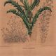 Botanical engraving from 1896 by Descamps-Sabouret • Perezia leaves sow thistle • Old lithograph