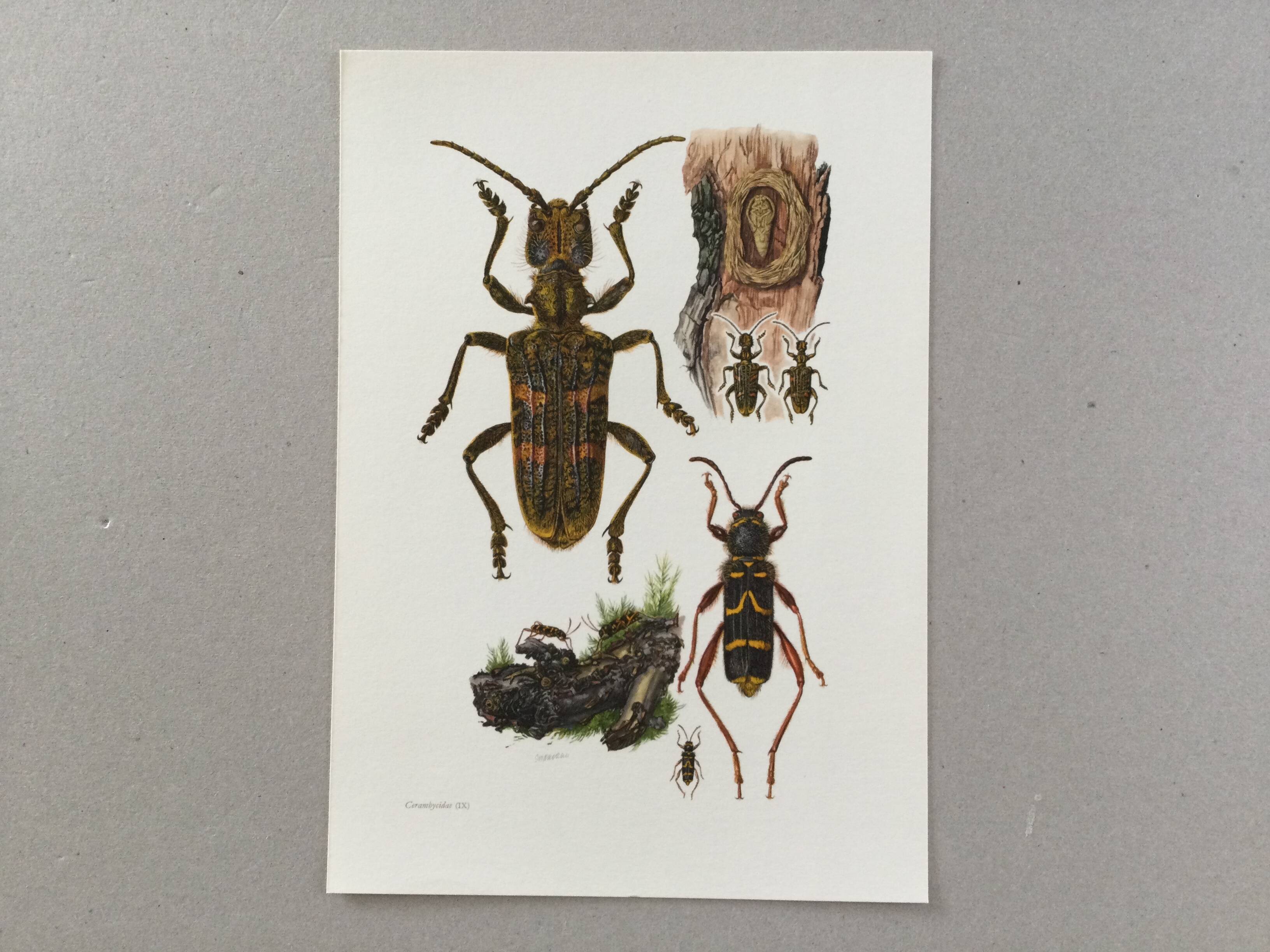Old illustration "insects", 1960s