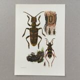 Old illustration "insects", 1960s
