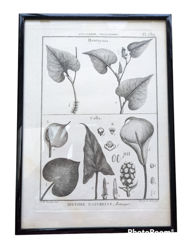 Gravure planche estampe botanique encyclopédie histoire naturelle XVIII