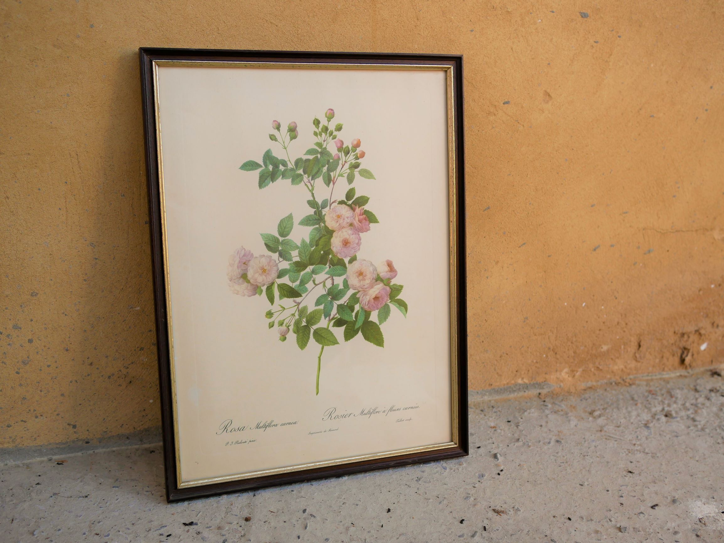 Vintage botanical poster "Rosa Multiflora Carnea" by P.J.Redouté
