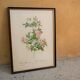 Vintage botanical poster "Rosa Multiflora Carnea" by P.J.Redouté