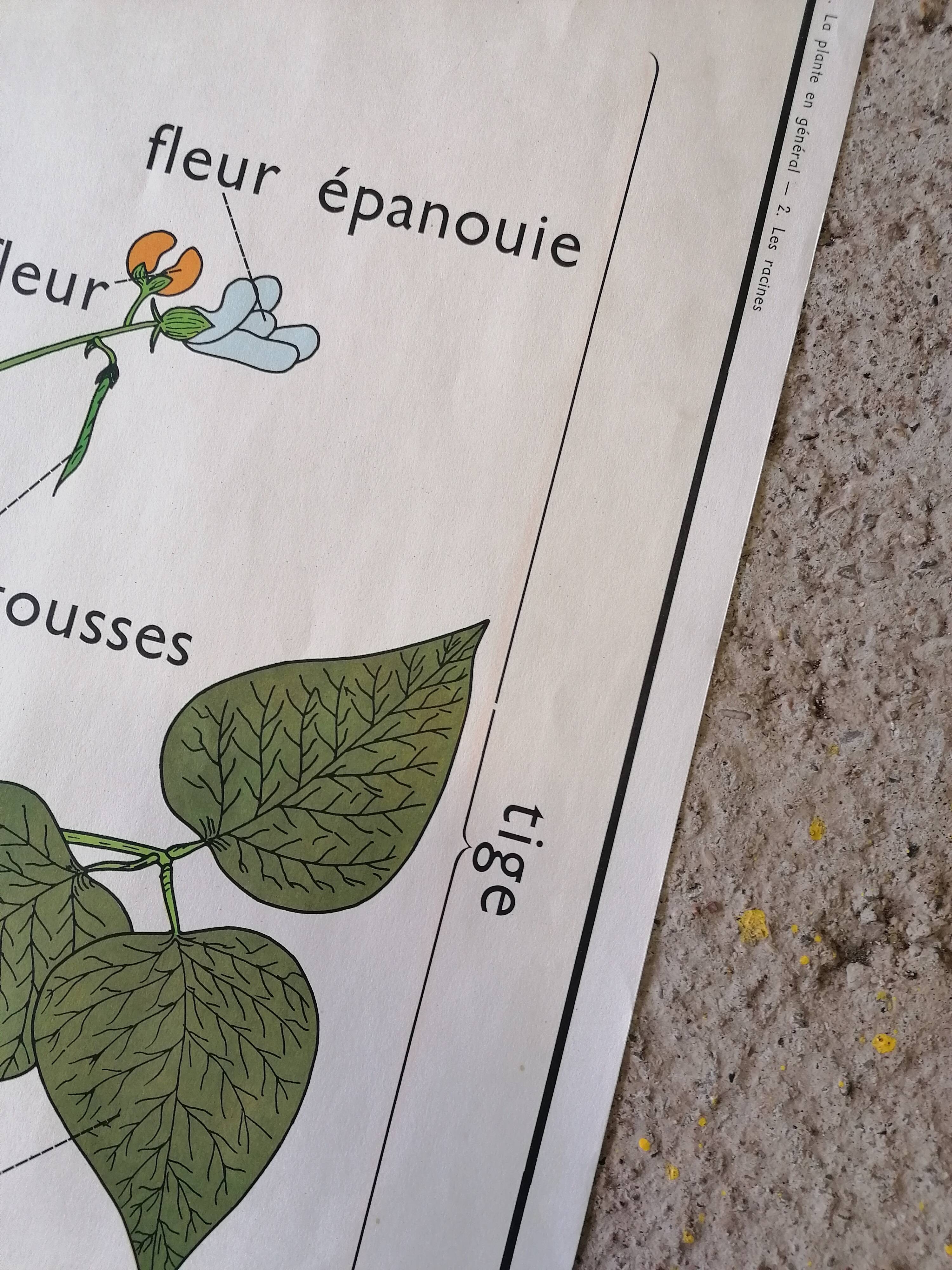 Old Rossignol educational poster: La Plante & Les Racines.