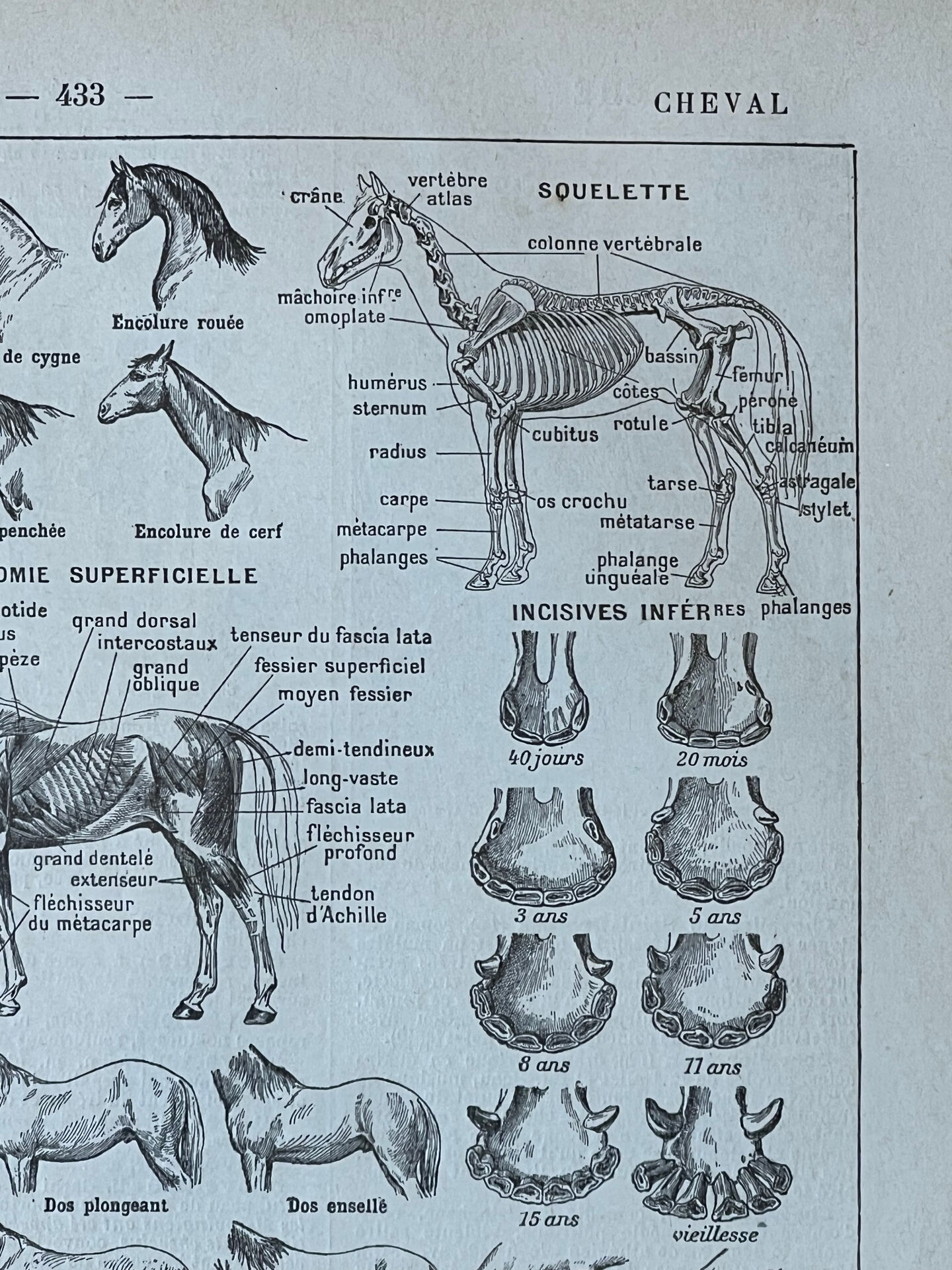 Planche “Cheval” - anatomie, allures, races 20x29cm