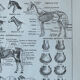 Planche “Cheval” - anatomie, allures, races 20x29cm