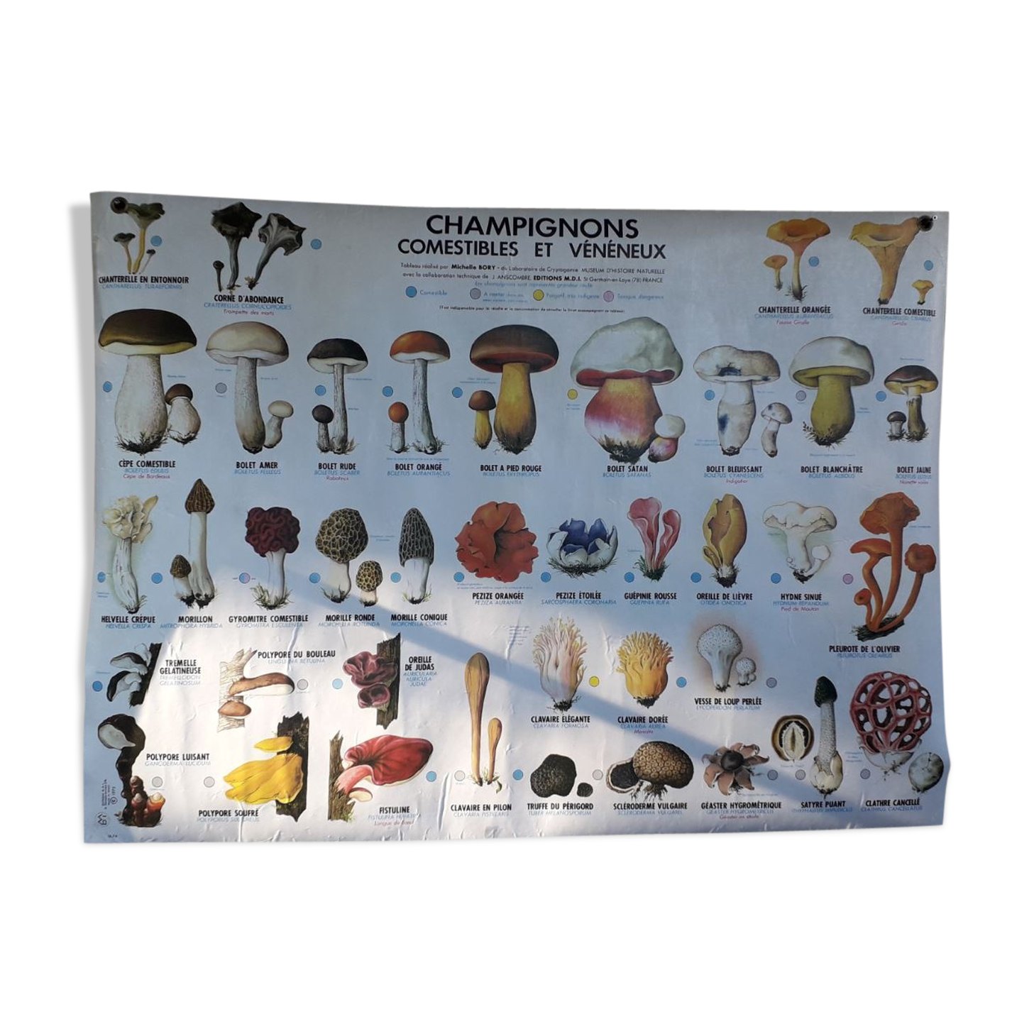 School poster / m.d.i / mushrooms edible and poisonous 1975