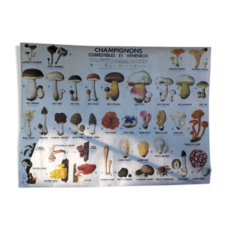 Affiche scolaire/ m.d.i / champignons comestibles et vénéneux de 1975