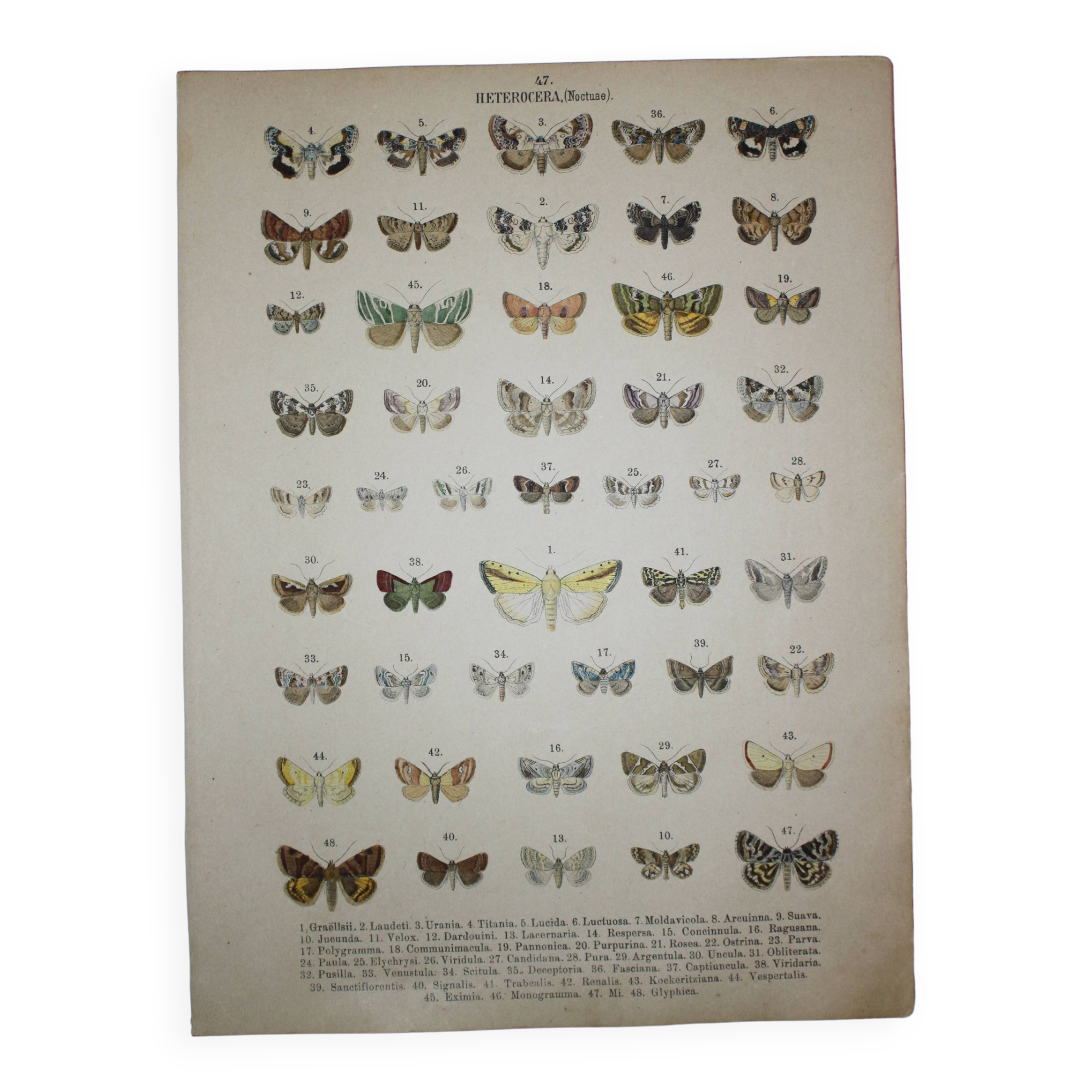 Gravure de 1887 de Papillons - Illustration  de Graellsii - Lithographie originale