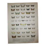 1887 engraving of Butterflies - Illustration by Graellsii - Original lithograph
