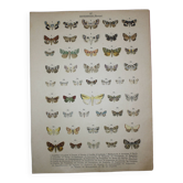 1887 engraving of Butterflies - Illustration by Graellsii - Original lithograph