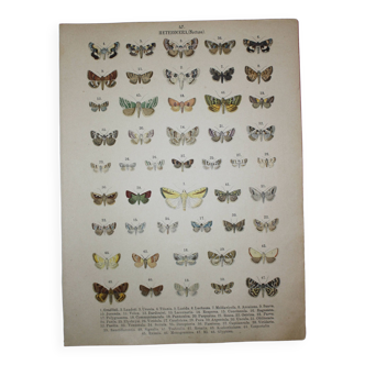 Gravure de 1887 de Papillons - Illustration  de Graellsii - Lithographie originale