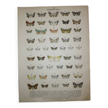 1887 engraving of Butterflies - Illustration by Graellsii - Original lithograph