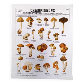 Deyrolle Mushrooms Poster No. 52bis