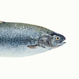 "Mia", the trout, art print 21/29.7 cm
