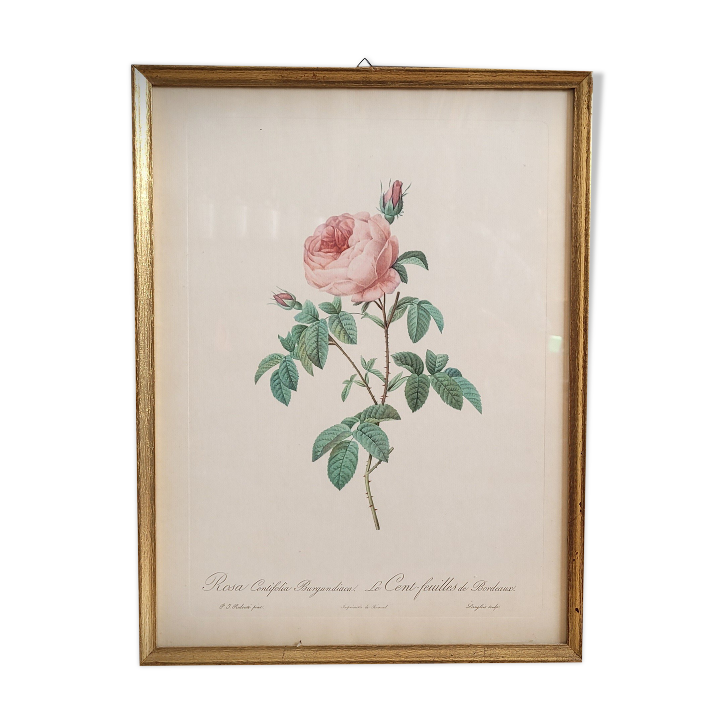 Frame Litho rose Bordeaux