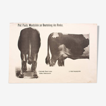 Poster by Dr G Pusch 'Anatomy of cows' 1901