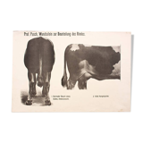 Poster by Dr G Pusch 'Anatomy of cows' 1901
