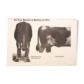 Affiche par Dr G Pusch « Anatomie de vaches » 1901
