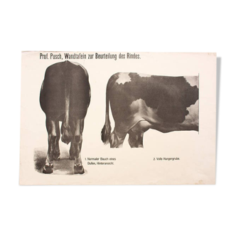 Poster by Dr G Pusch 'Anatomy of cows' 1901