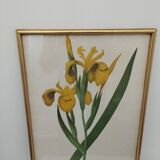 Old painting on the iris