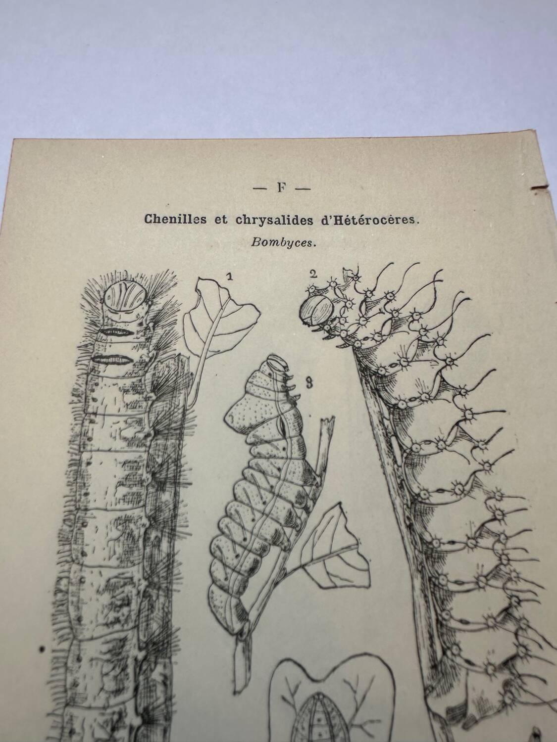 Botanical engraving butterflies double-sided naturalist plate Etching