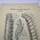 Botanical engraving butterflies double-sided naturalist plate Etching