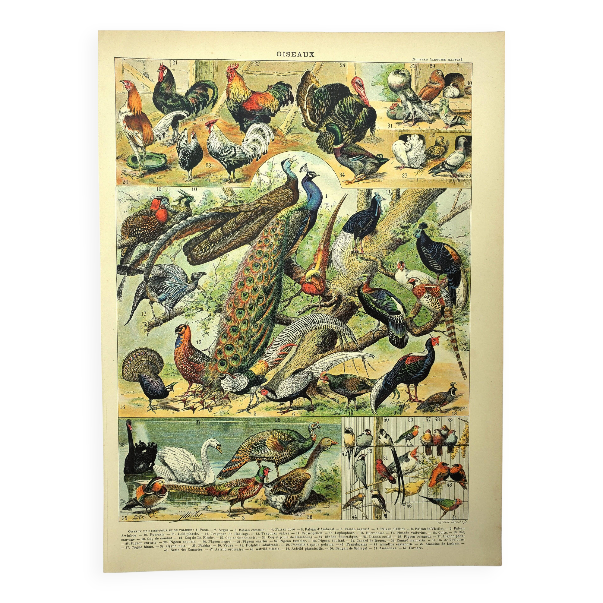 Antique engraving 1897 - Birds 4, farmyard species