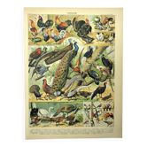 Antique engraving 1897 - Birds 4, farmyard species