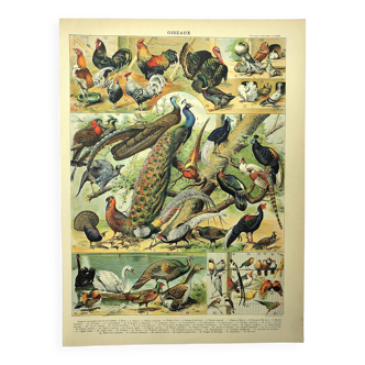 Antique engraving 1897 - Birds 4, farmyard species