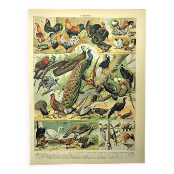 Antique engraving 1897 - Birds 4, farmyard species