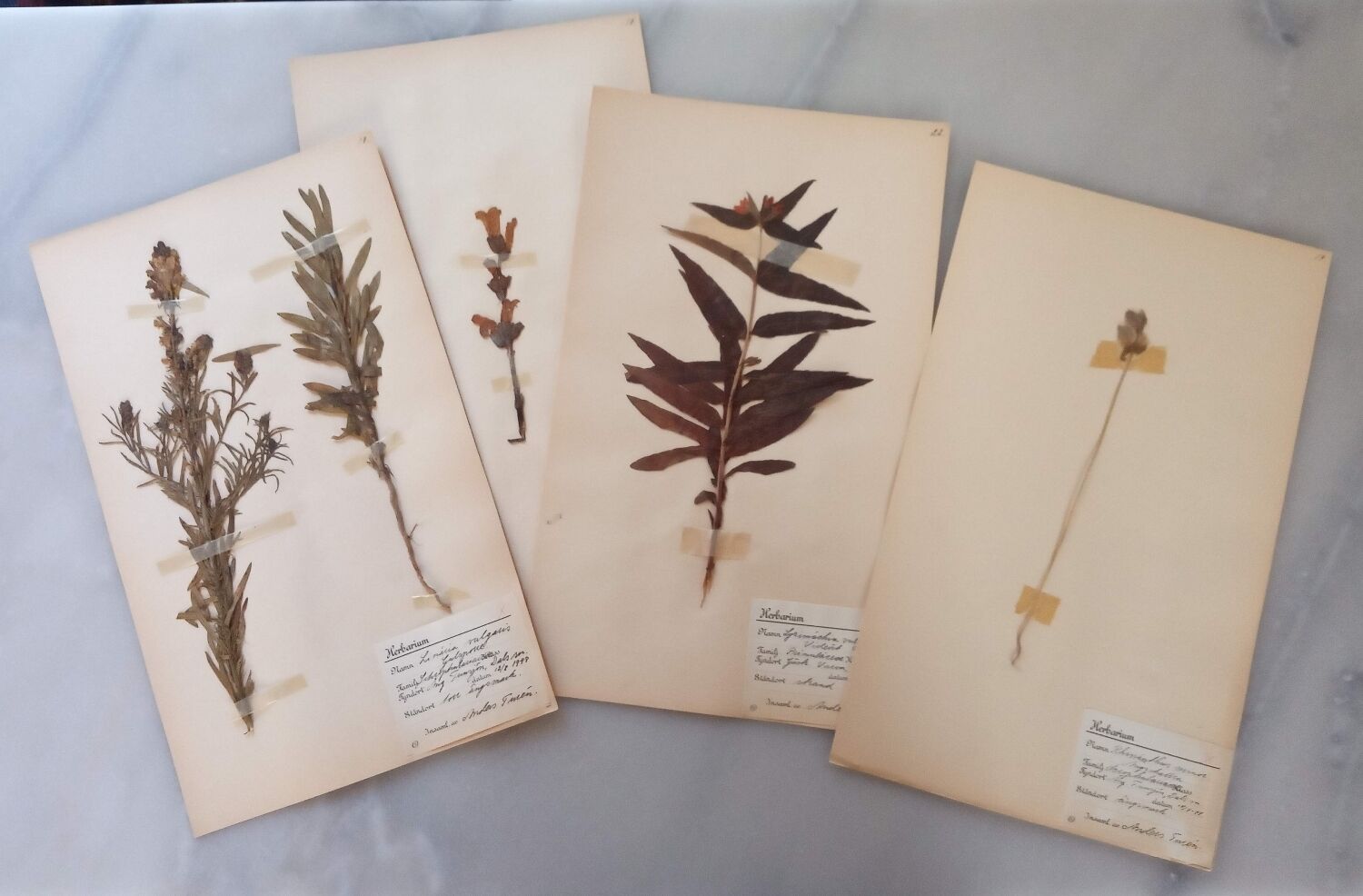 Old Swedish Herbarium - 4 plates