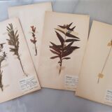 Old Swedish Herbarium - 4 plates