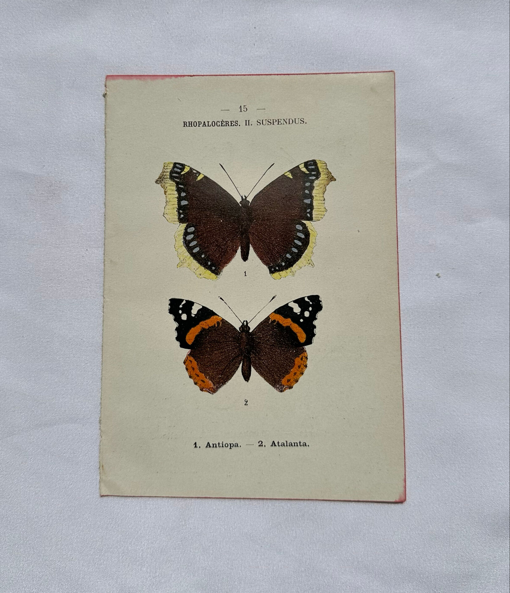 Botanical engraving double-sided butterflies naturalist plate etching