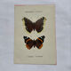 Botanical engraving double-sided butterflies naturalist plate etching