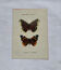 Botanical engraving double-sided butterflies naturalist plate etching