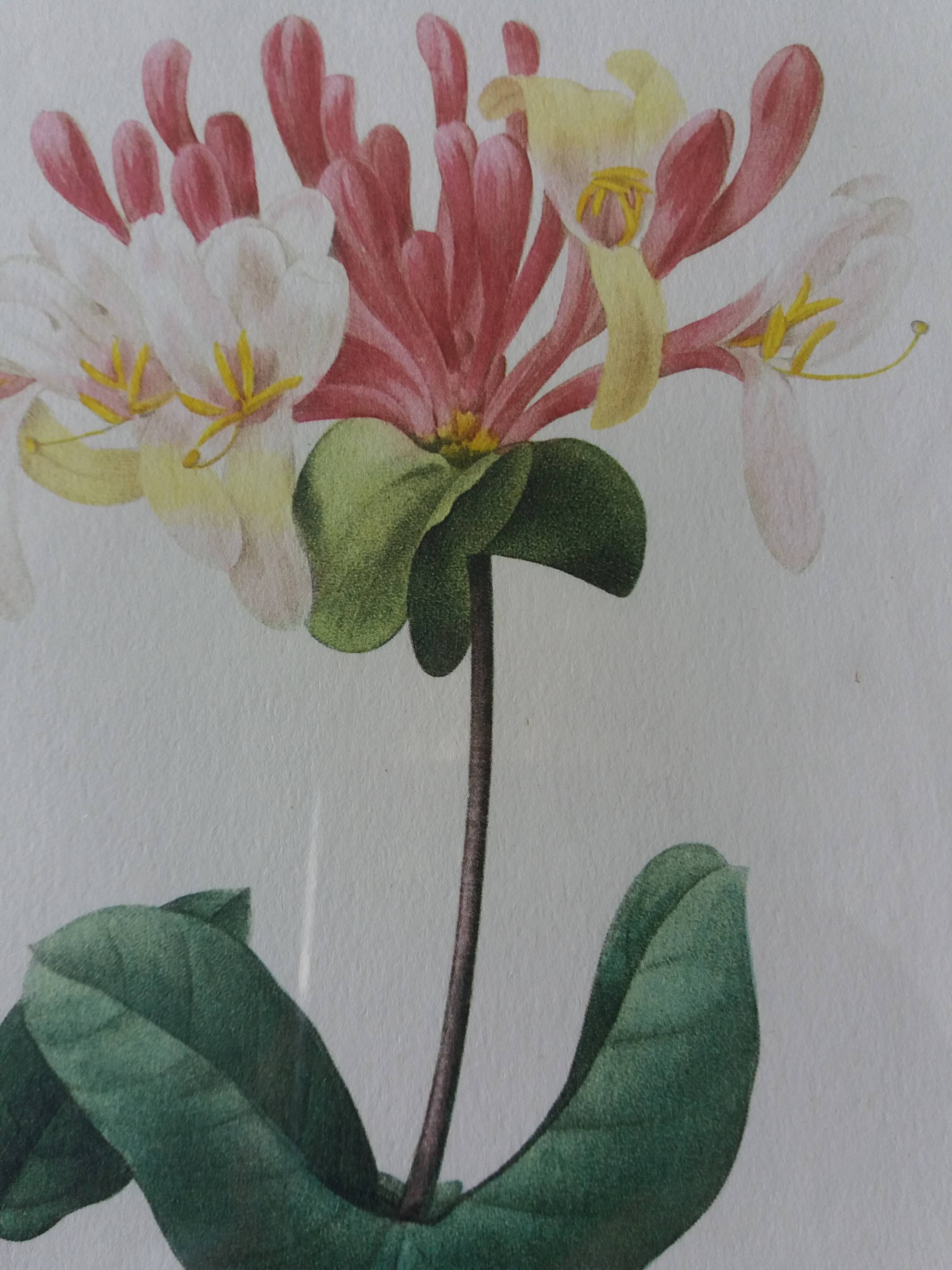 Framed botanical plate, flower illustration by Pierre Joseph Redouté