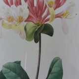 Framed botanical plate, flower illustration by Pierre Joseph Redouté