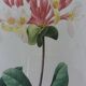 Planche botanique encadrée, illustration fleur de Pierre Joseph Redouté